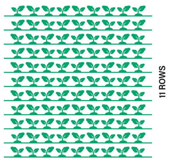 Illustration showing rows of fodder beet plants