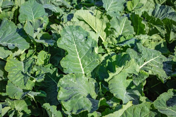 Close up of a crop of kale
