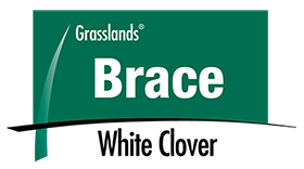 Brace white clover logo
